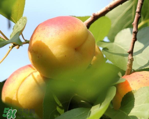 喝茶能吃杏嗎？喝茶可以吃杏嗎？