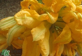 南瓜花可以吃嗎？南瓜花怎么吃