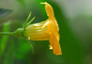 南瓜花可以吃嗎？南瓜花怎么吃