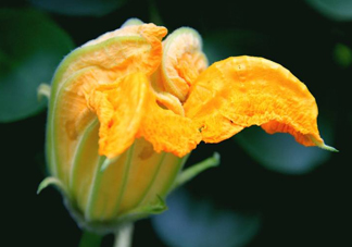 南瓜花怎么洗？南瓜花怎么處理