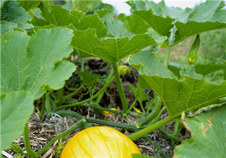 南瓜藤泡水喝能治結(jié)石嗎？南瓜藤泡水喝的功效