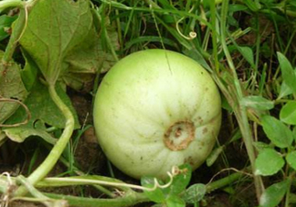 梨瓜是發(fā)物嗎？梨瓜是不是發(fā)物？