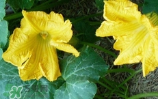 南瓜花怎么做好吃？南瓜花不能與什么同吃