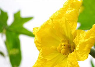 南瓜花有什么作用？南瓜花的作用及禁忌