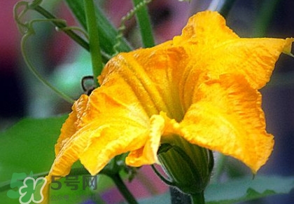 南瓜花有什么作用？南瓜花的作用及禁忌