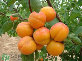 黃油桃多少錢一斤？黃油桃好吃嗎？