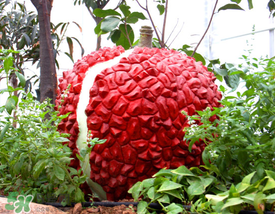 荔枝空腹吃有什么危害？為什么空腹吃荔枝不好？