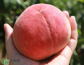 毛桃熱量高嗎？一個(gè)毛桃的熱量