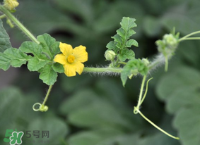 七月份可以種西瓜嗎？7月份可以種西瓜嗎？