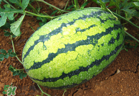 七月份可以種西瓜嗎？7月份可以種西瓜嗎？