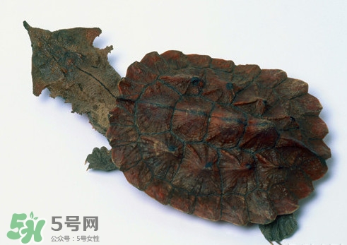 鱷龜可以吃嗎？鱷龜好吃嗎