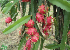 七月份可以種火龍果嗎？火龍果什么時(shí)候種植？