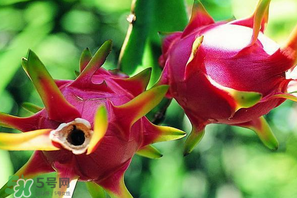 七月份可以種火龍果嗎？火龍果什么時(shí)候種植？