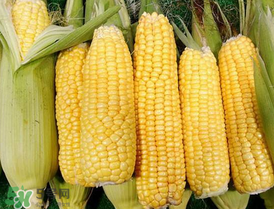 7月份可以種玉米嗎？7月份種什么玉米？