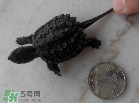 鱷龜是保護動物嗎？鱷龜是外來物種嗎