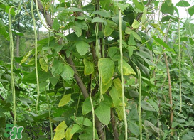 7月份可以種豆角嗎？豆角幾月份種？