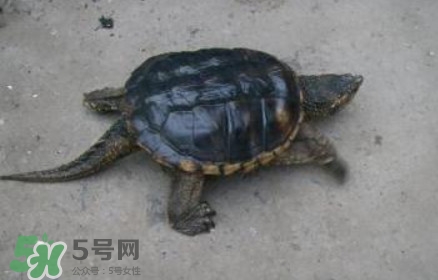 鱷龜怎么飼養(yǎng)？鱷龜吃什么