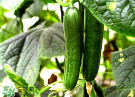7月份能種黃瓜嗎？七月份可以種黃瓜嗎？