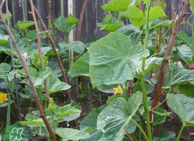 7月份能種黃瓜嗎？七月份可以種黃瓜嗎？