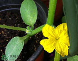 7月份能種黃瓜嗎？七月份可以種黃瓜嗎？