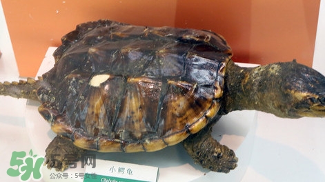 鱷龜怎么吃？鱷龜怎么殺