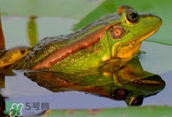 吃青蛙犯法嗎？買賣青蛙怎么處罰