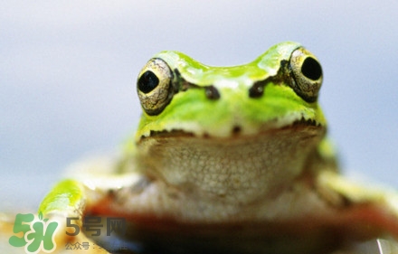 青蛙有毒嗎？青蛙有寄生蟲嗎