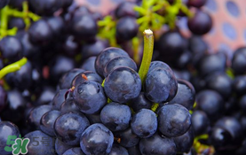 無籽葡萄小孩能吃嗎？寶寶能吃無籽葡萄嗎？