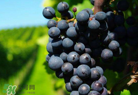 無籽葡萄小孩能吃嗎？寶寶能吃無籽葡萄嗎？