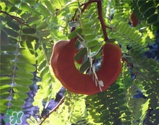 甜角的功效 甜角的作用 甜角的功效 甜角的作用