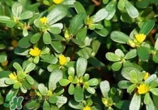 螞蚱菜是馬齒莧嗎？螞蚱菜是什么樣子的