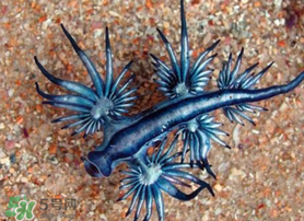 海蛞蝓可以當寵物養(yǎng)嗎？ 海蛞蝓多少錢一只？