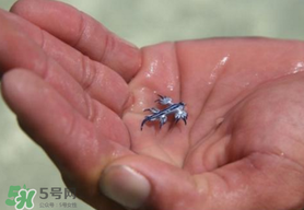 海蛞蝓可以當寵物養(yǎng)嗎？ 海蛞蝓多少錢一只？