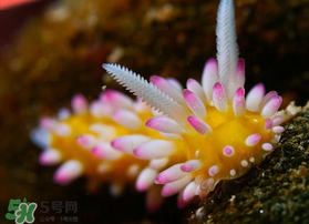 海蛞蝓可以當寵物養(yǎng)嗎？ 海蛞蝓多少錢一只？