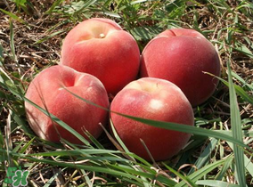 藍莓和桃子能一起吃嗎？藍莓和桃子能一塊吃嗎？