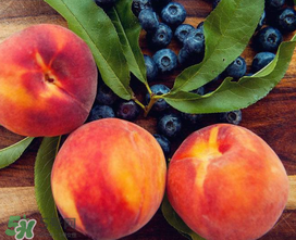 藍莓和桃子能一起吃嗎？藍莓和桃子能一塊吃嗎？