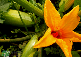 角瓜是西葫蘆嗎？角瓜和西葫蘆的區(qū)別