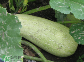 角瓜是西葫蘆嗎？角瓜和西葫蘆的區(qū)別