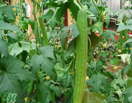 六月份能種絲瓜嗎？絲瓜幾月份種植？