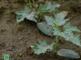 六月份能種絲瓜嗎？絲瓜幾月份種植？