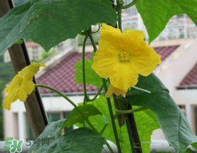 六月份能種絲瓜嗎？絲瓜幾月份種植？