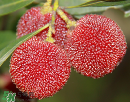 七月份還有楊梅嗎？7月份楊梅哪里有？