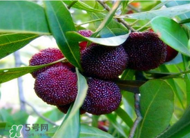 七月份還有楊梅嗎？7月份楊梅哪里有？