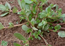 螞蚱菜怎么吃？螞蚱菜怎么做好吃