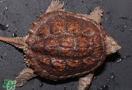 鱷龜最大能長(zhǎng)多大？鱷龜是水龜還是陸龜