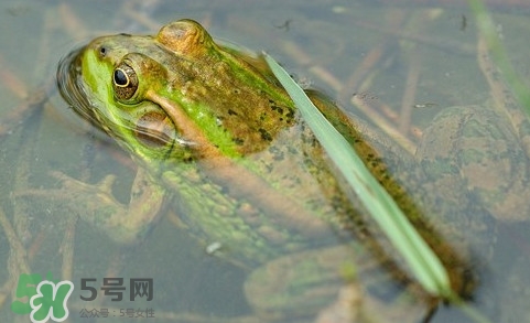 青蛙有毒嗎？青蛙有寄生蟲嗎