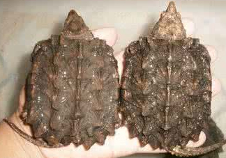 鱷龜是深水龜嗎？鱷魚(yú)龜是淡水龜還是海水龜