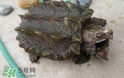 鱷龜是深水龜嗎？鱷魚龜是淡水龜還是海水龜