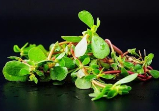 螞蚱菜孕婦可以吃嗎？螞蚱菜的功效與作用