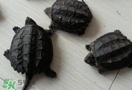 鱷龜最大能長(zhǎng)多大？鱷龜是水龜還是陸龜